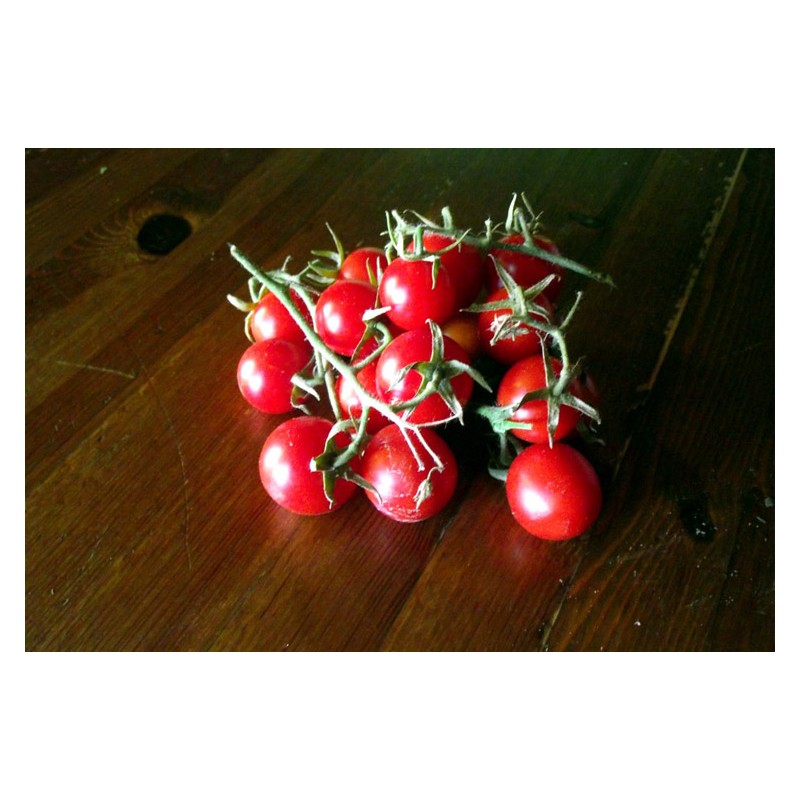 Tomate cerise Miel du Mexique graines anciennes bio boutique en ligne