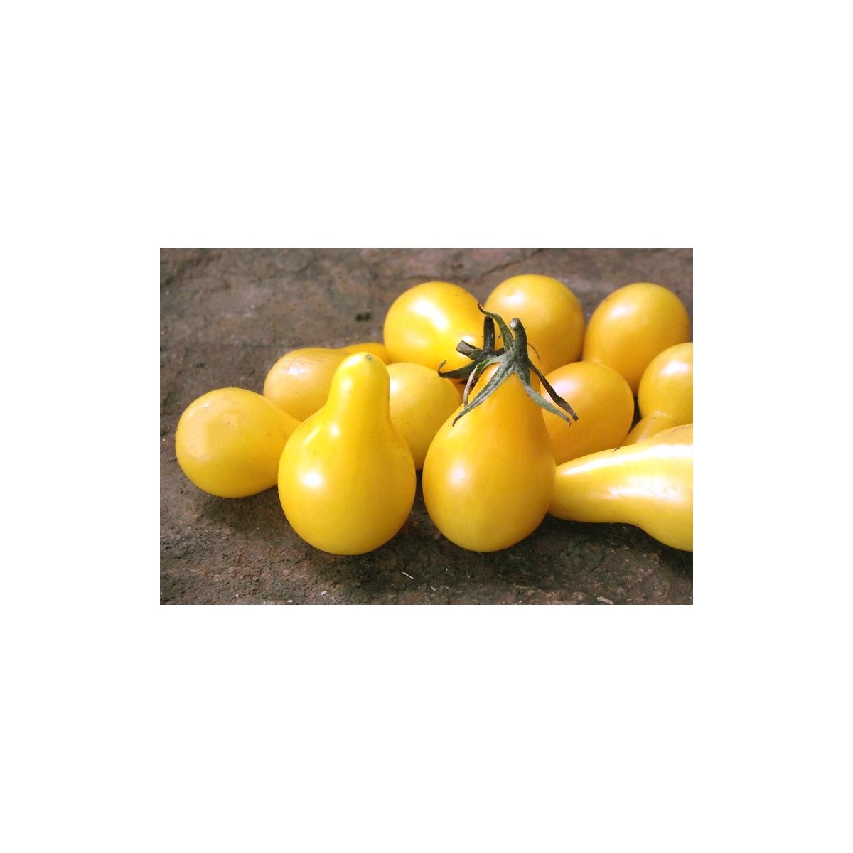 Tomate Cerise Poire Jaune