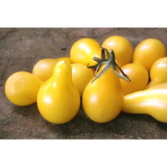 Tomate Cerise Poire Jaune