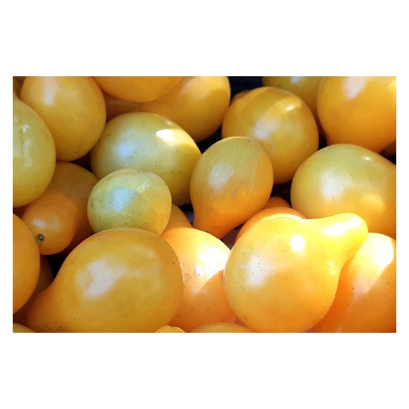 Tomate cerise Poire Jaune semences bio