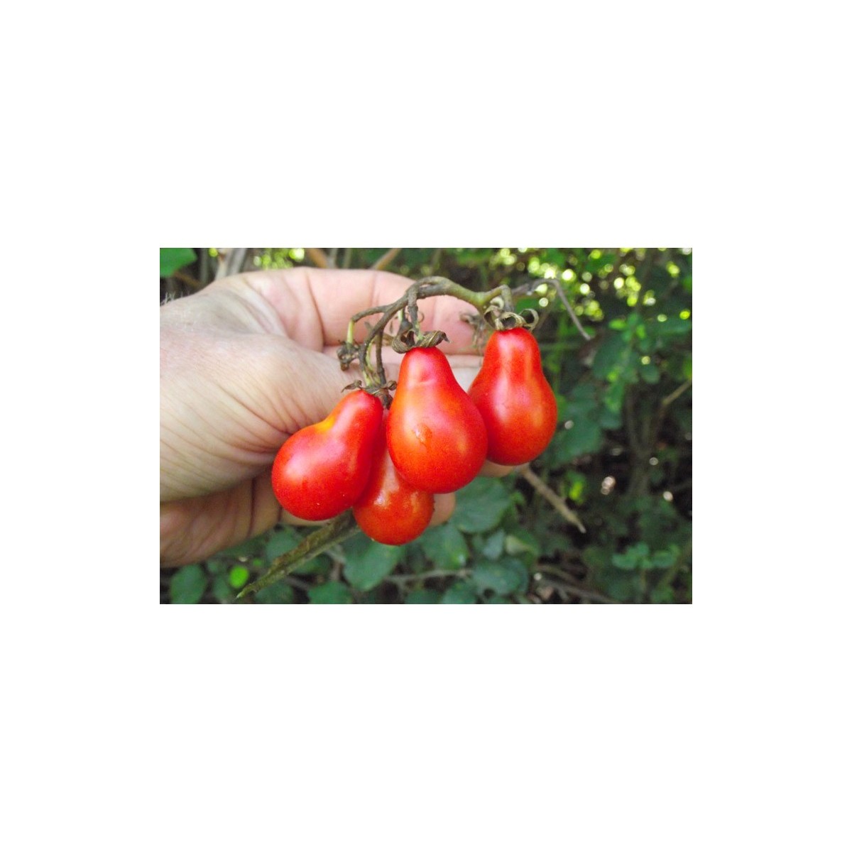 Tomate cerise Poire rouge semences bio variété ancienne
