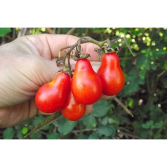Tomate cerise Poire rouge semences bio variété ancienne