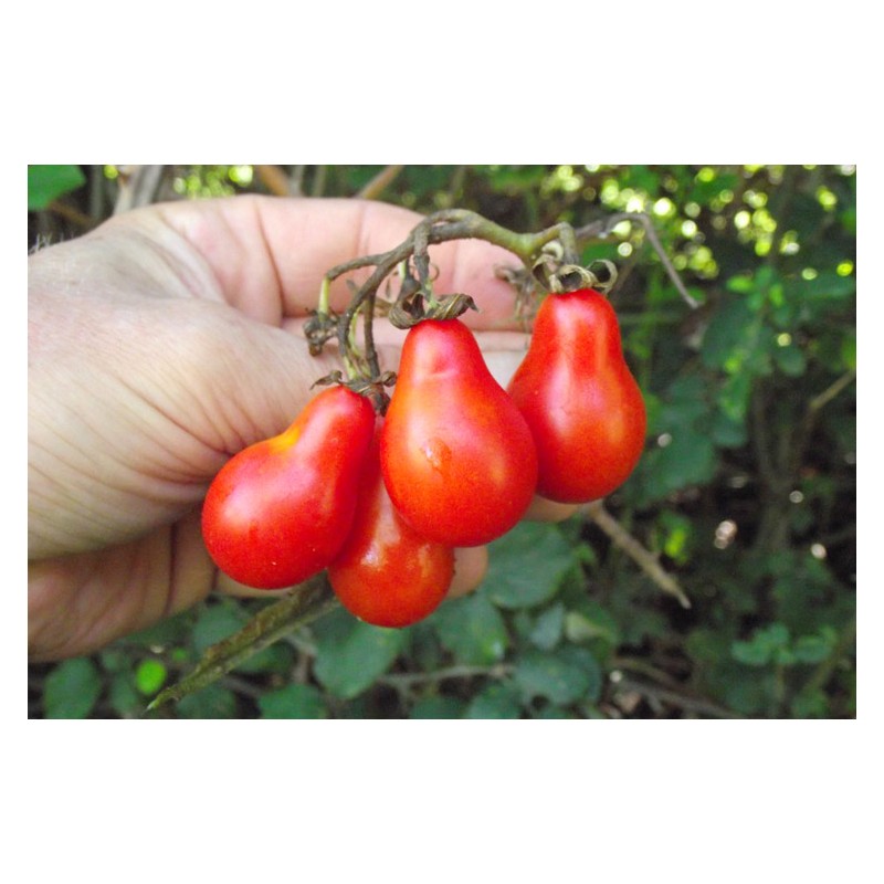 Tomate cerise Poire rouge semences bio variété ancienne