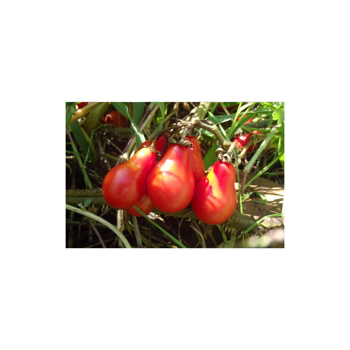 Tomate cerise Poire rouge semences bio variété ancienne