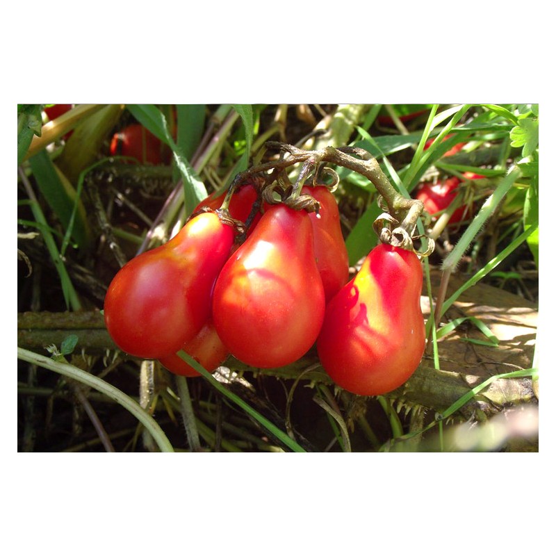 Tomate cerise Poire rouge semences bio variété ancienne