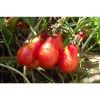 Tomate cerise Poire rouge semences bio variété ancienne