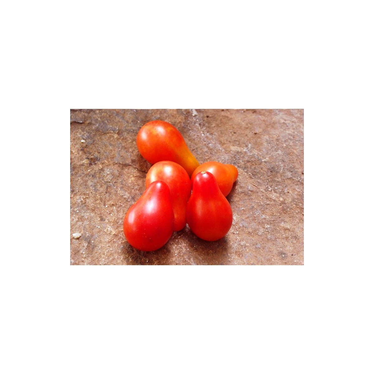 Tomate cerise Poire rouge semences bio variété ancienne