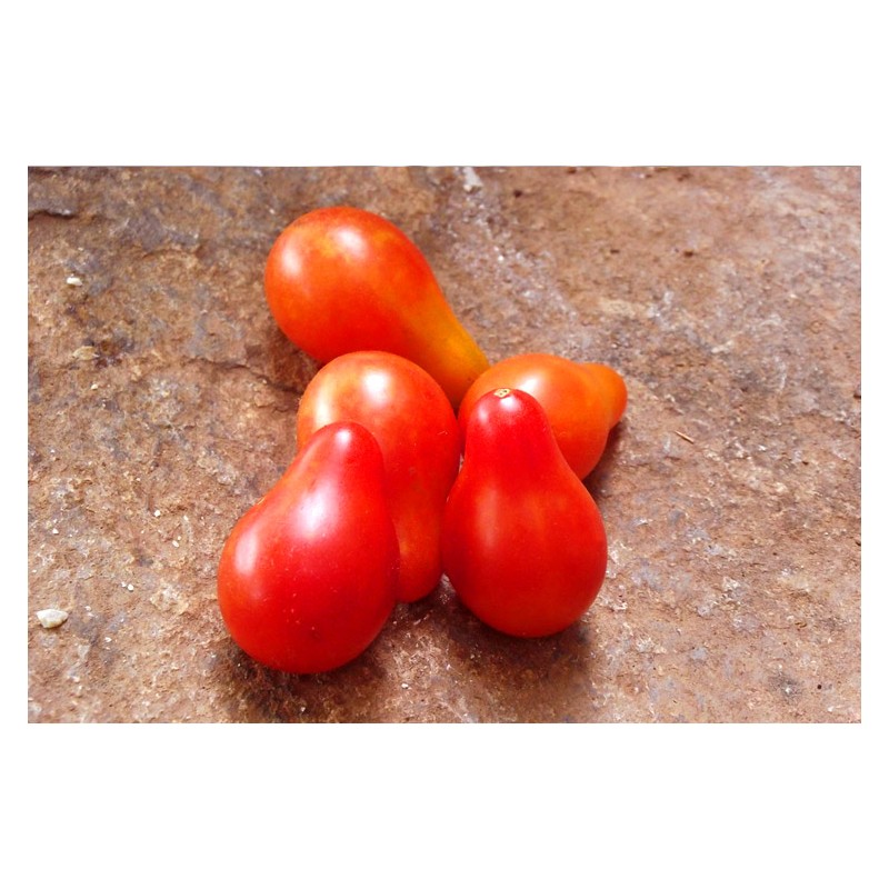 Tomate cerise Poire rouge semences bio variété ancienne