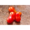 Tomate cerise Poire rouge semences bio variété ancienne