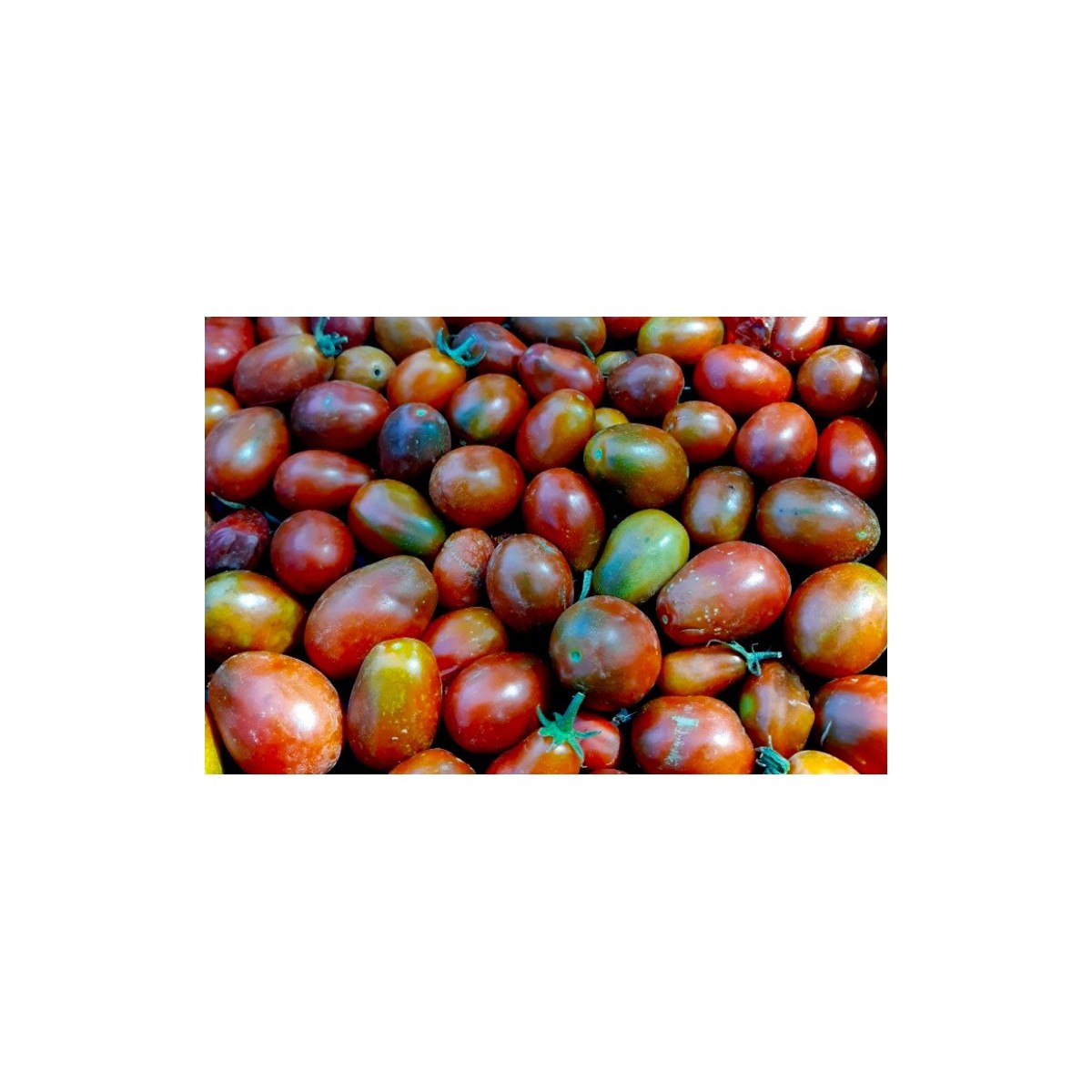 Tomate cerise Prune Noire