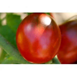 Tomate Cerise Prune Rouge