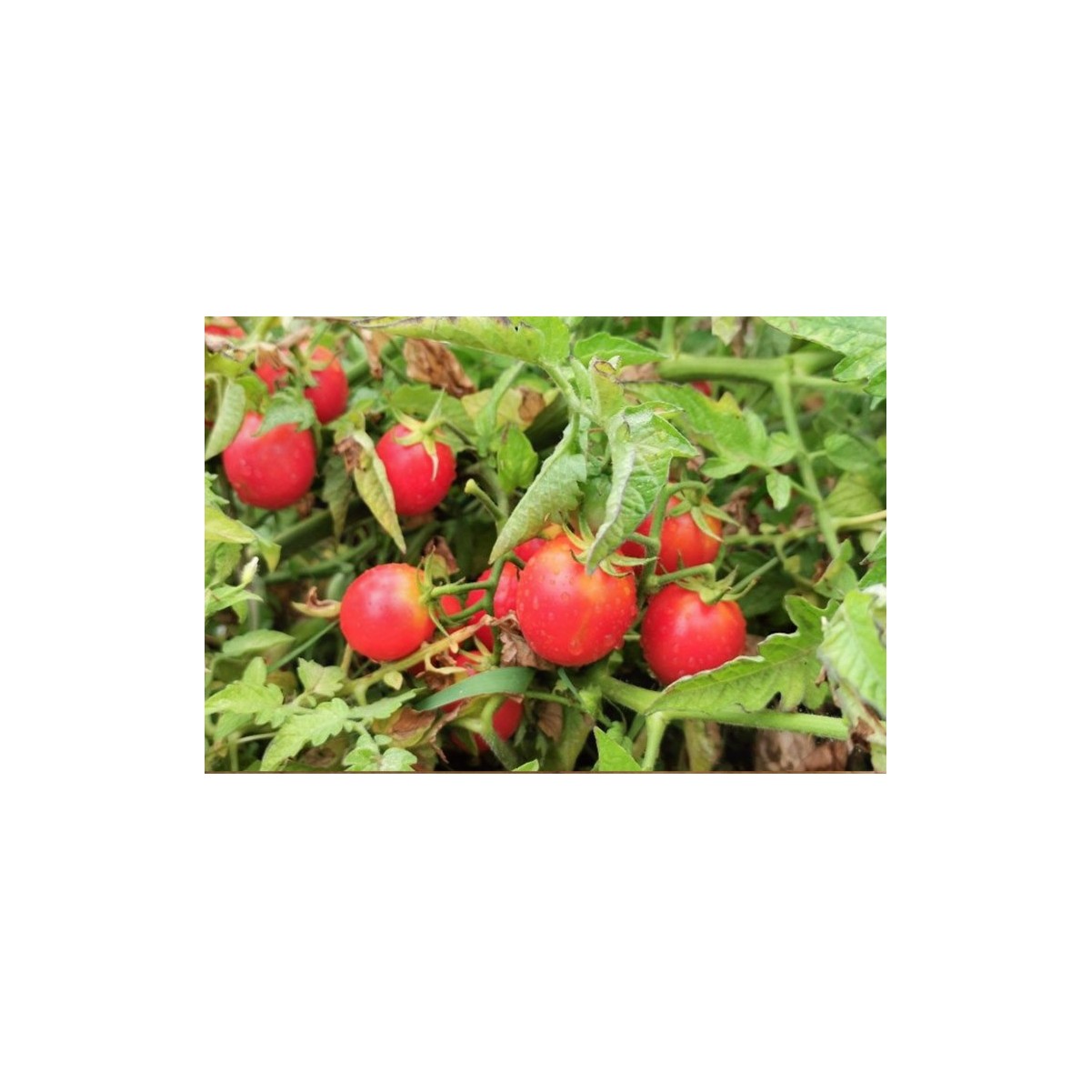 Tomate cerise rose perlée graines biologiques