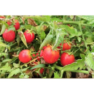 Tomate cerise rose perlée graines biologiques