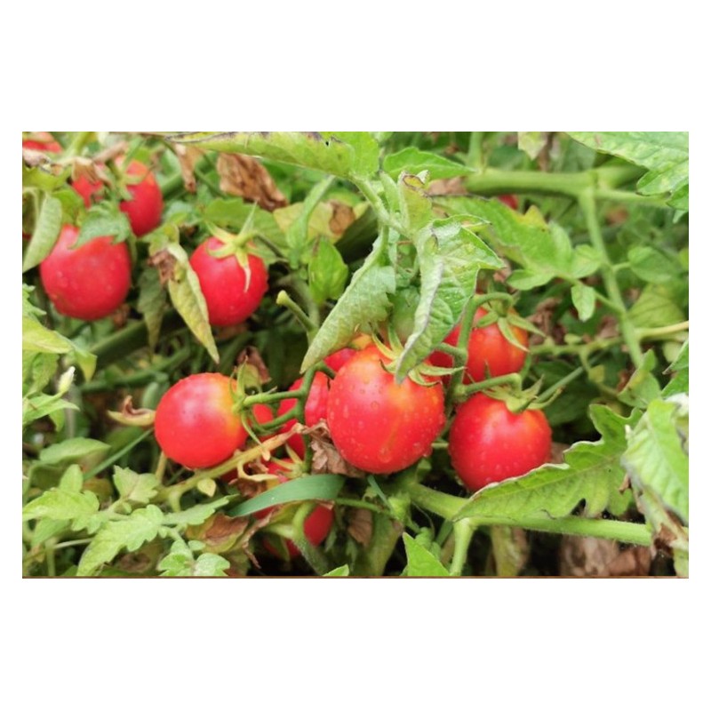 Tomate cerise rose perlée graines biologiques