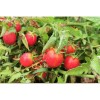Tomate cerise rose perlée graines biologiques