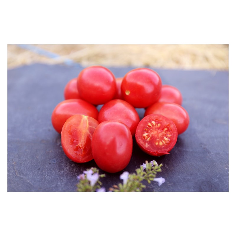 Tomate cerise rose perlée graines biologiques