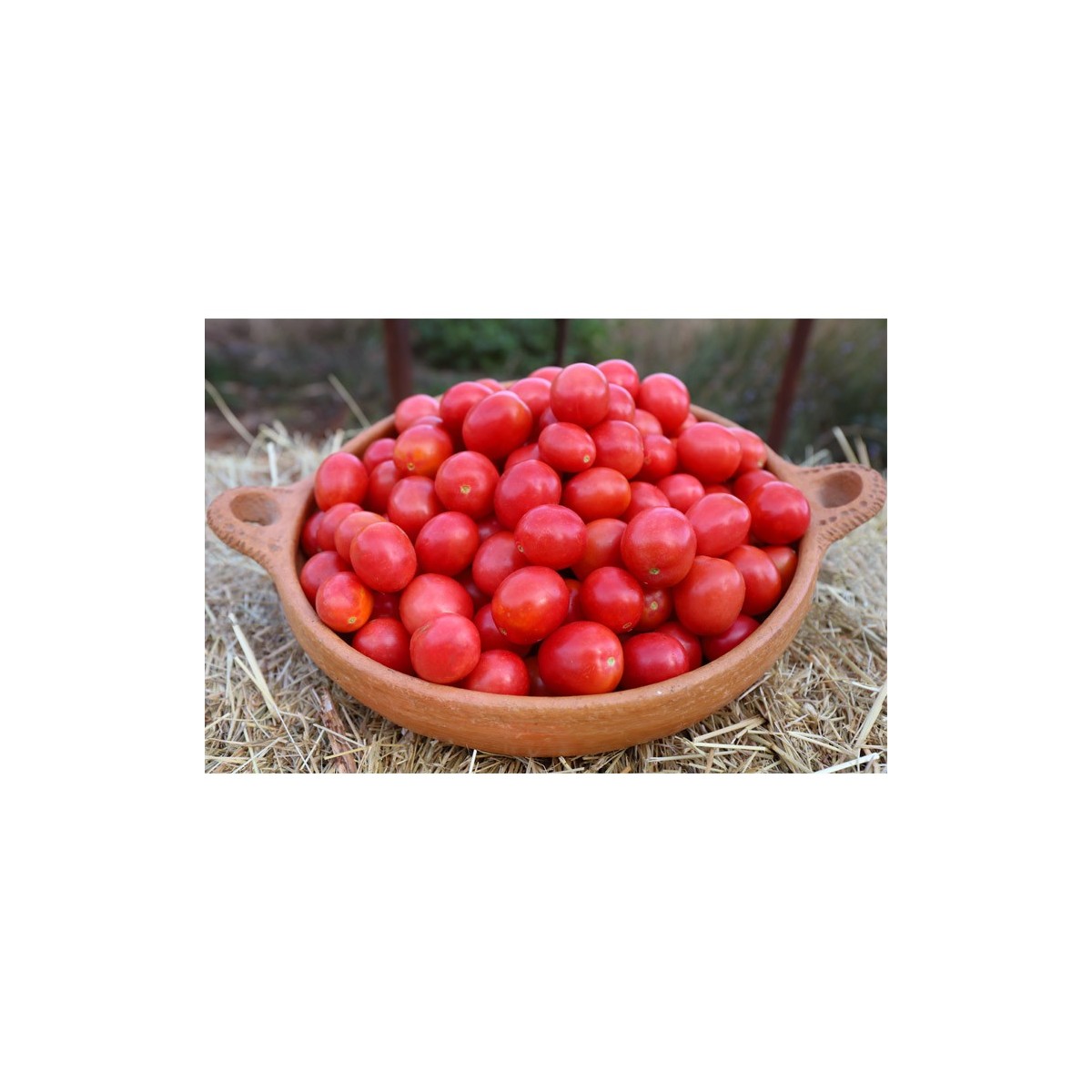 Tomate cerise rose perlée graines biologiques