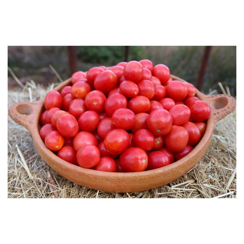 Tomate cerise rose perlée graines biologiques