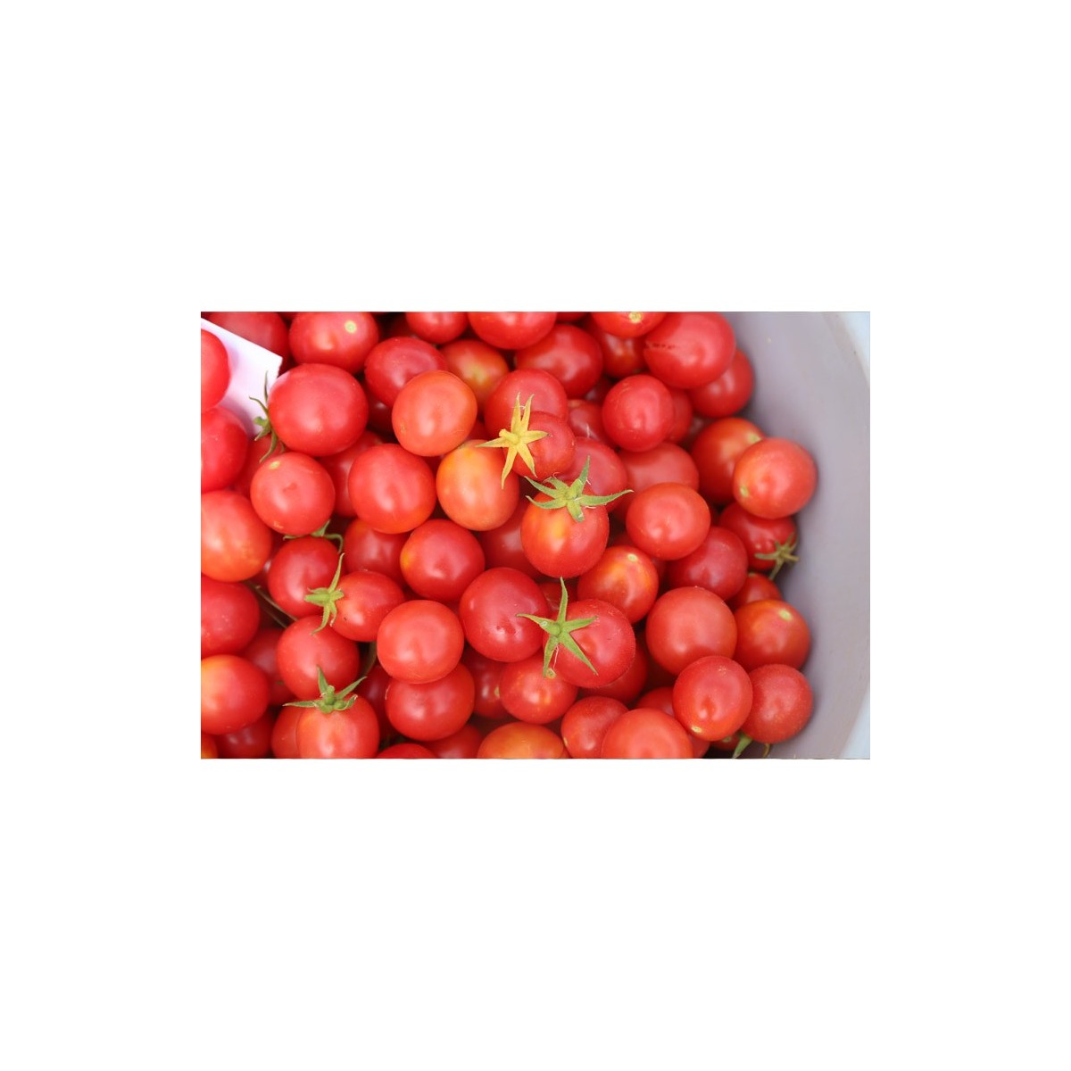 Tomate cerise rose perlée graines biologiques