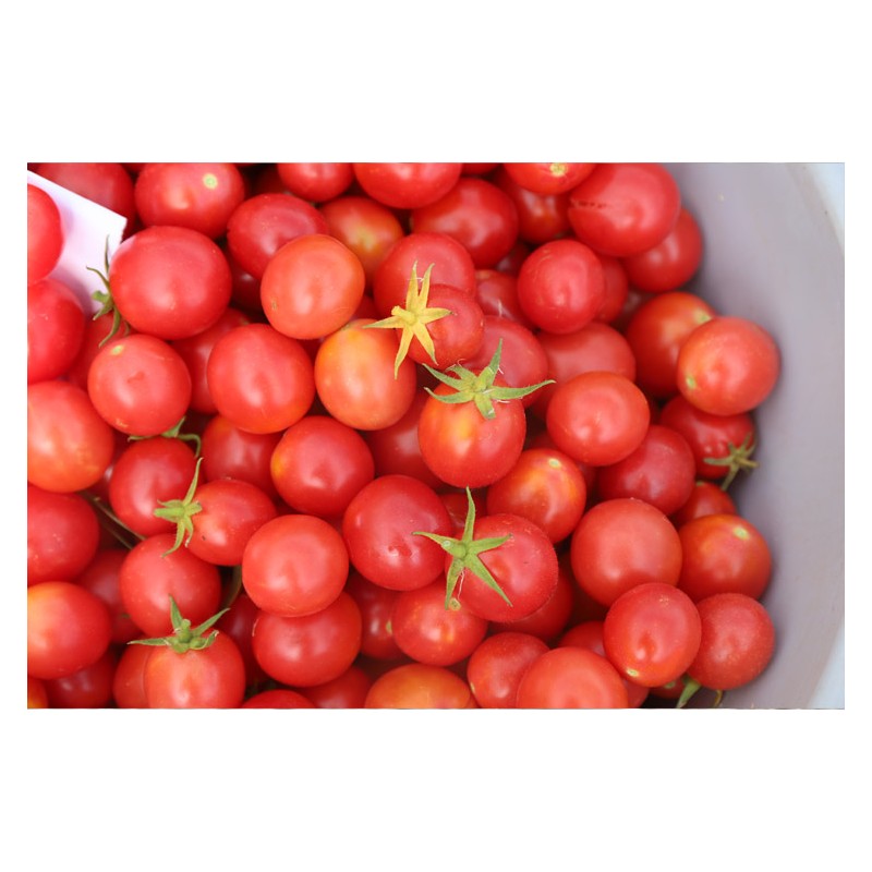 Tomate cerise rose perlée graines biologiques