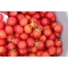 Tomate cerise rose perlée graines biologiques