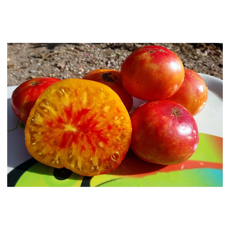Tomate Allemande Doré  bio