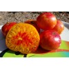 Tomate Allemande Doré  bio