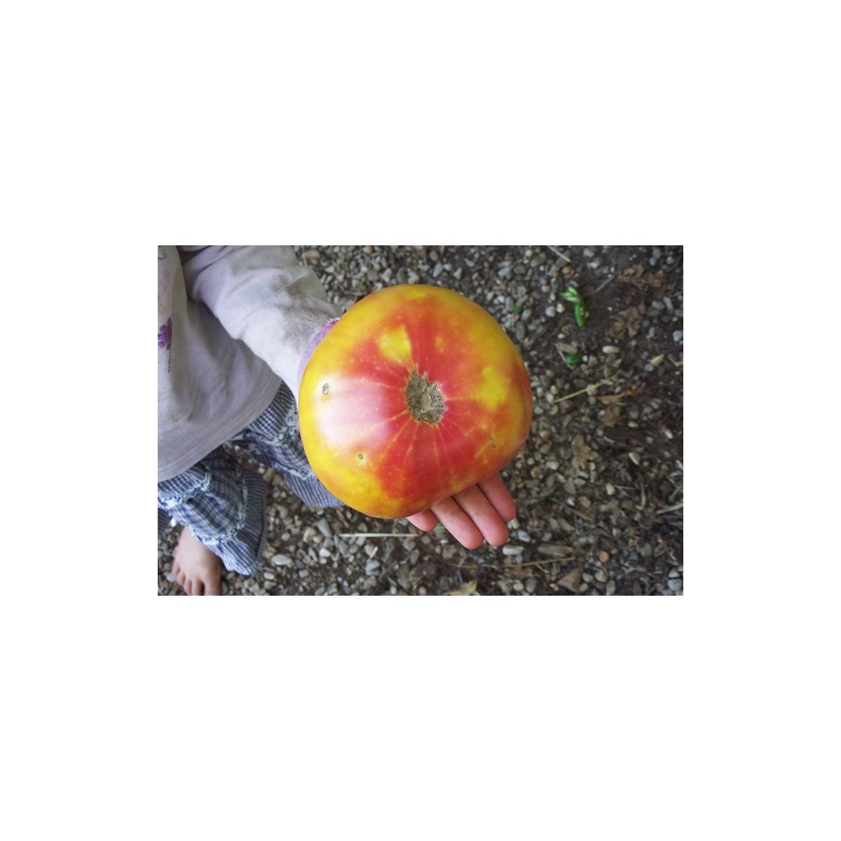 Tomate Ananas semences reproductibles paysannes en bio