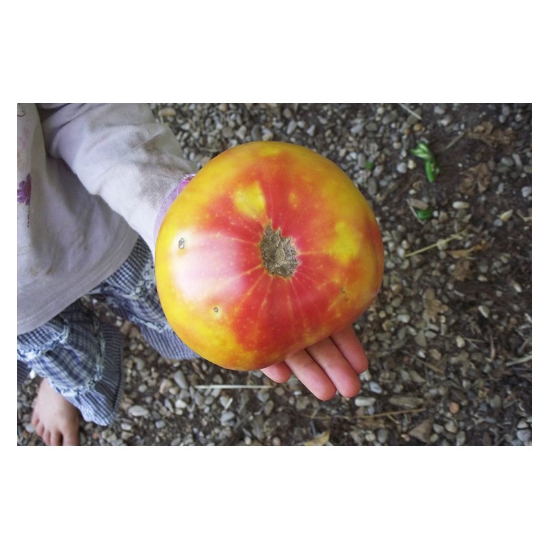 Tomate Ananas semences reproductibles paysannes en bio
