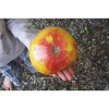 Tomate Ananas semences reproductibles paysannes en bio