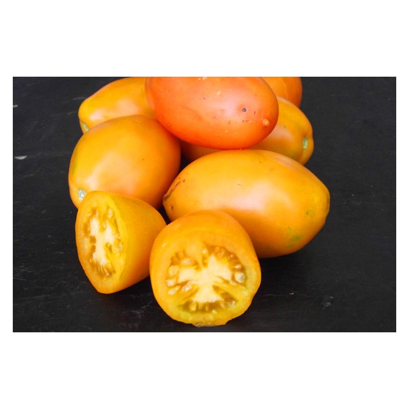 Semences De Tomates Banane Orange Fruit Allongé Jaune Orangé Bio