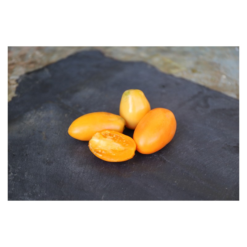 Semences de tomates Banane Orange fruit allongé jaune-orangé bio