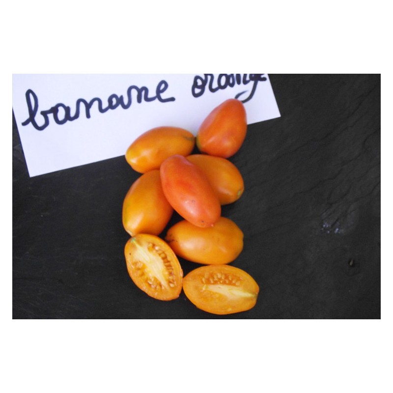Semences de tomates Banane Orange fruit allongé jaune-orangé bio