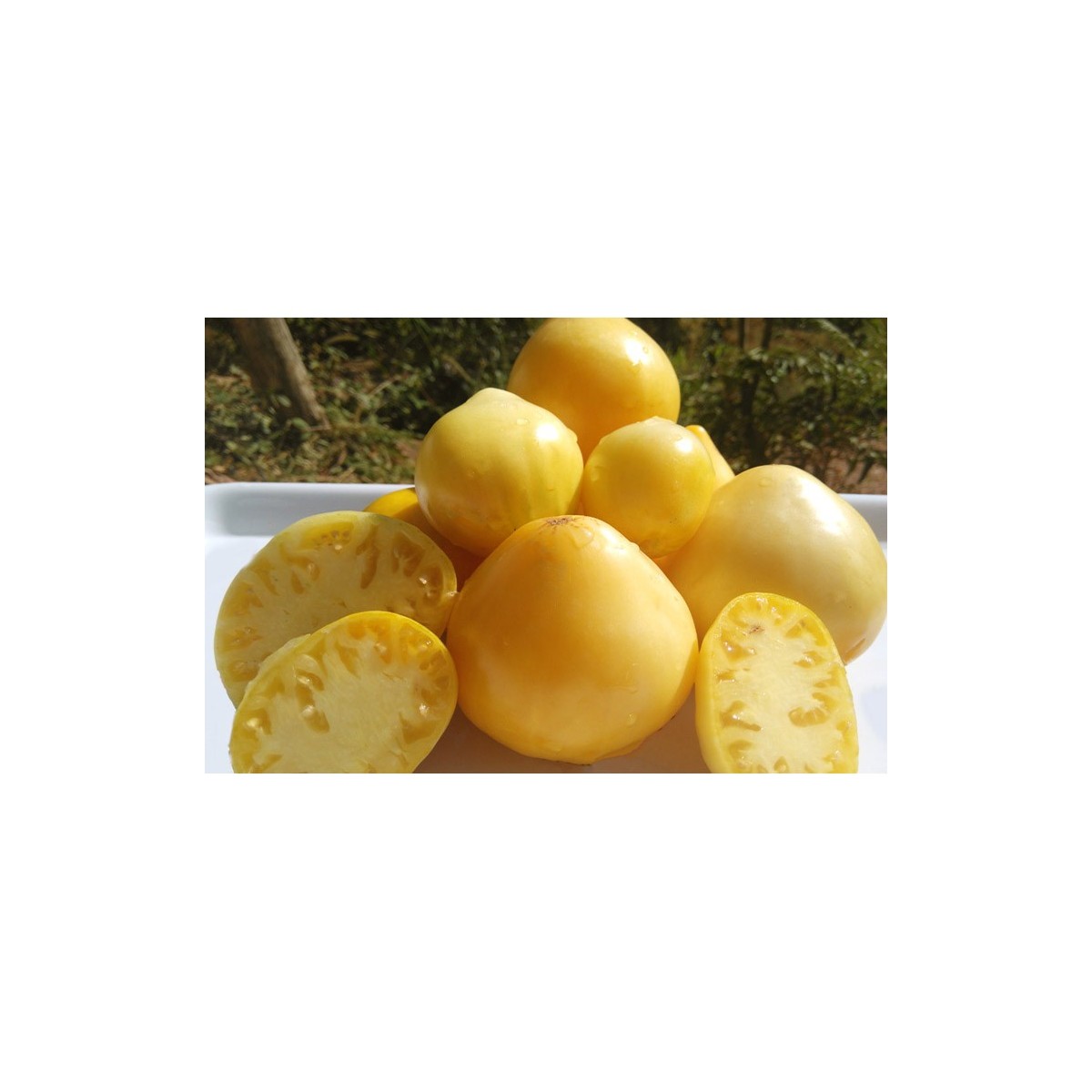 Tomate Beauté Blanche