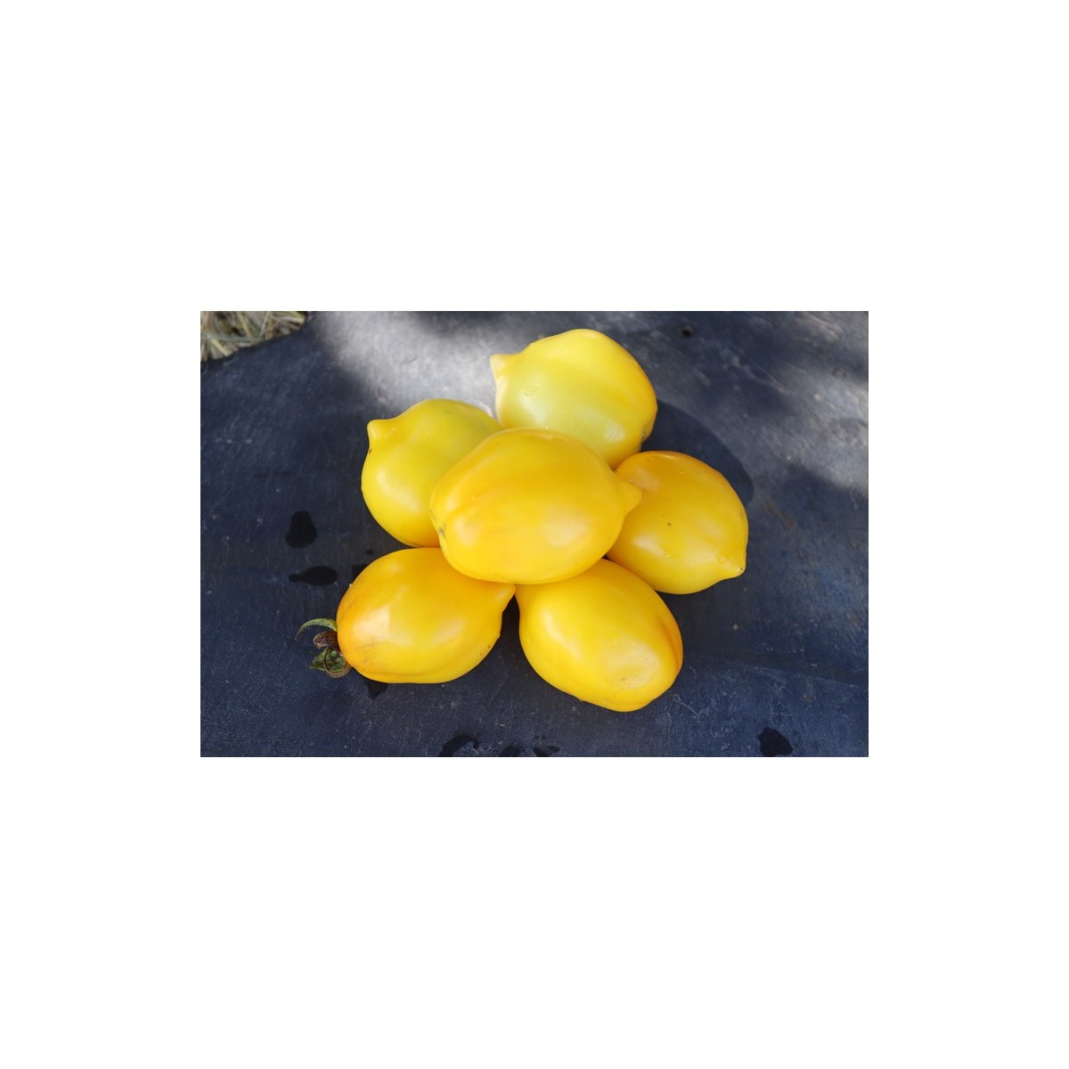 Tomate Citron Russe