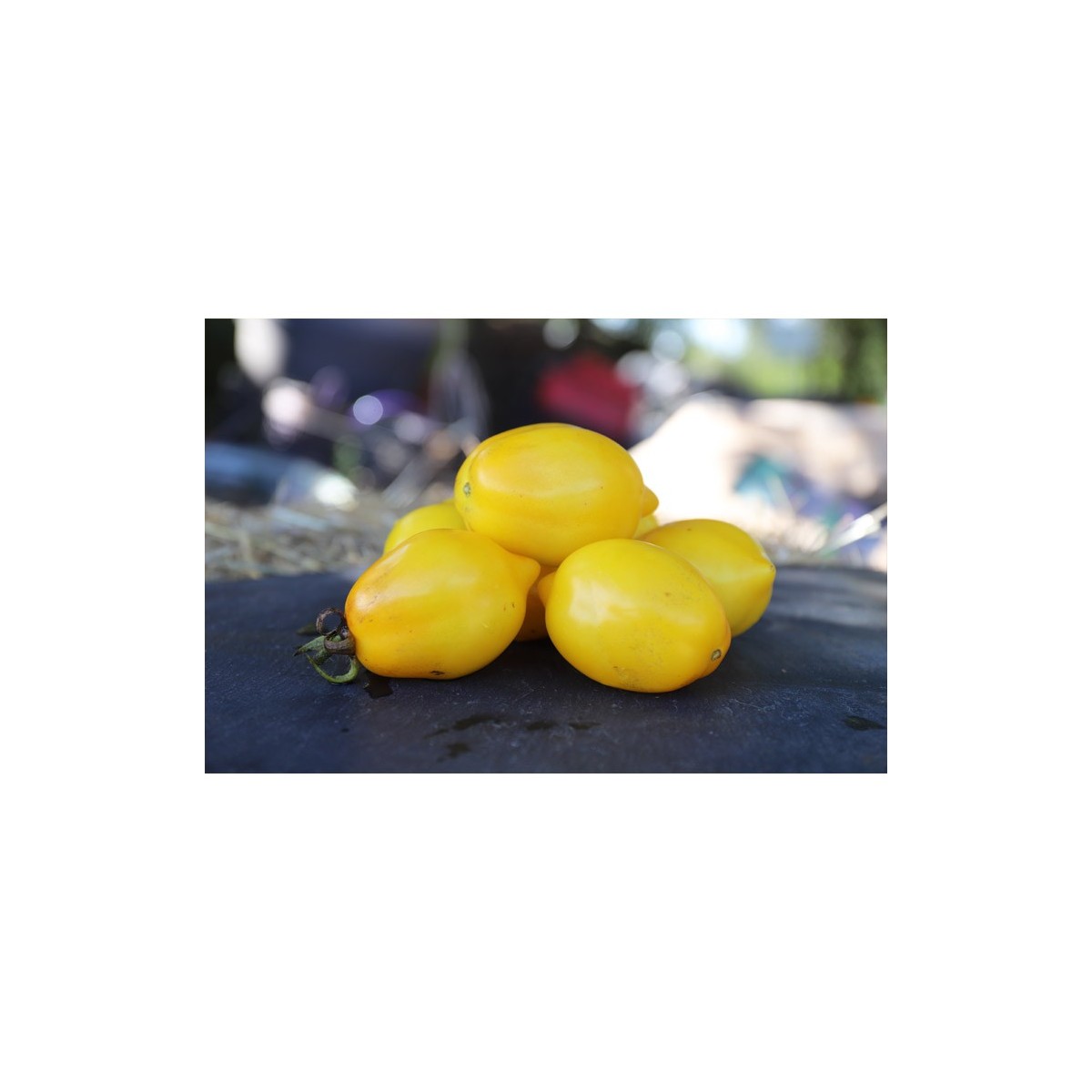 Tomate Citron Russe, gout acidulé et très jolie en forme de citron