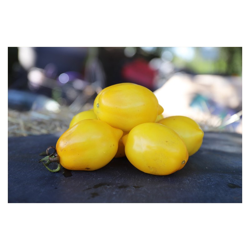 Tomate Citron Russe, gout acidulé et très jolie en forme de citron