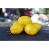 Tomate Citron Russe, gout acidulé et très jolie en forme de citron