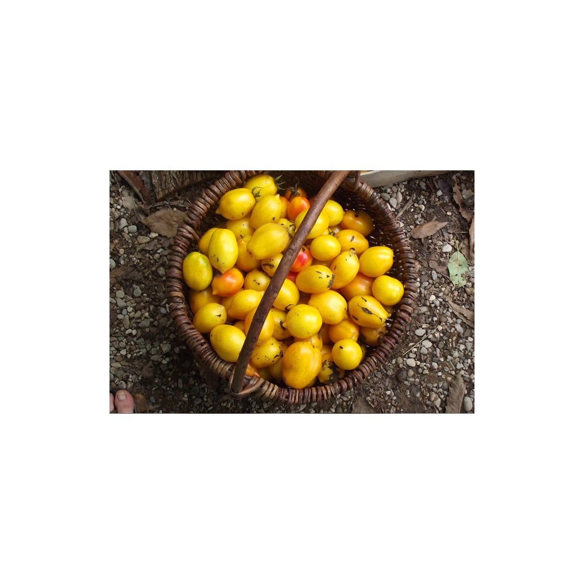 Tomate Citron Russe, gout acidulé et très jolie en forme de citron