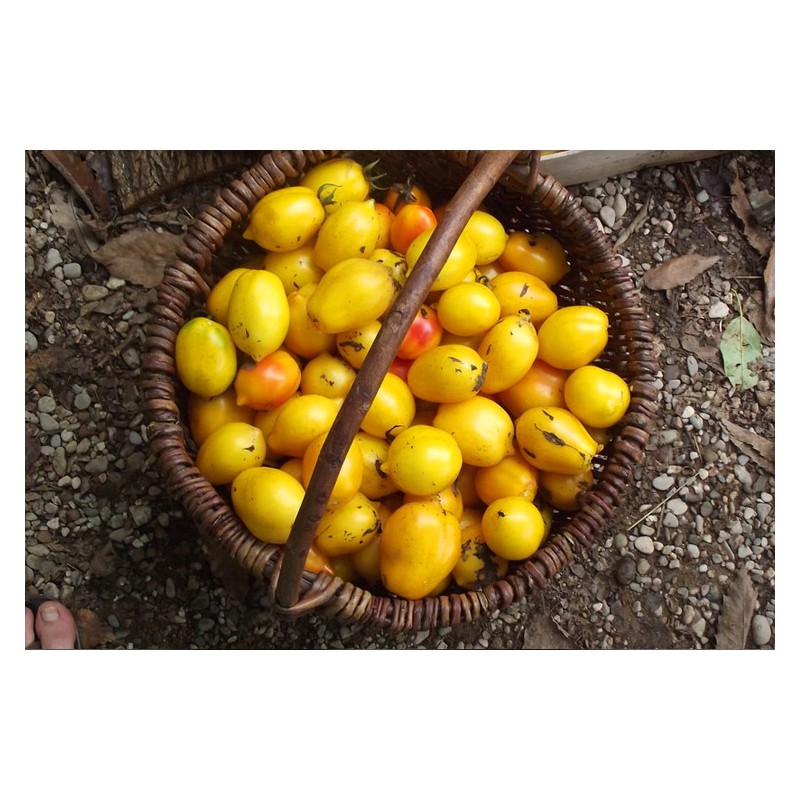 Tomate Citron Russe, gout acidulé et très jolie en forme de citron