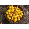Tomate Citron Russe, gout acidulé et très jolie en forme de citron