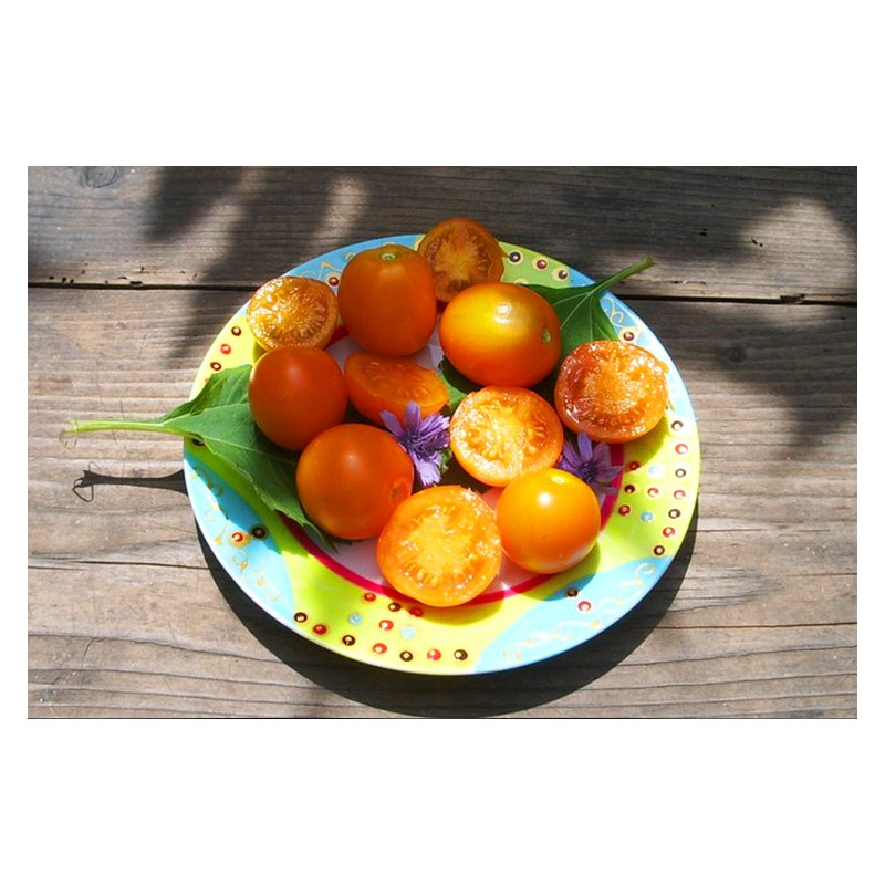 Tomate Ida Gold