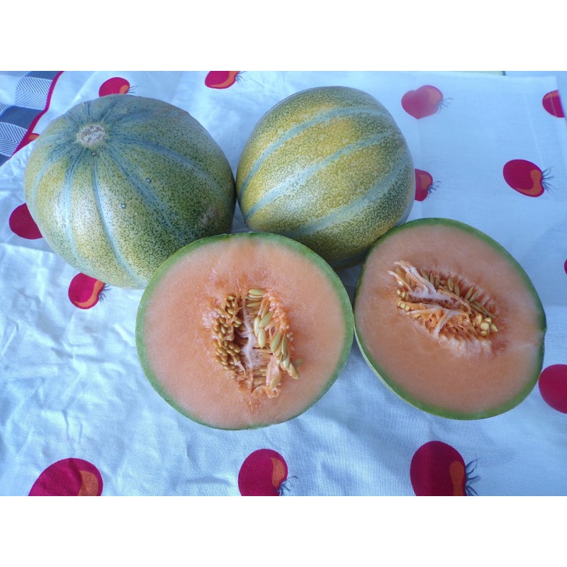 Melon Petit Gris de Rennes