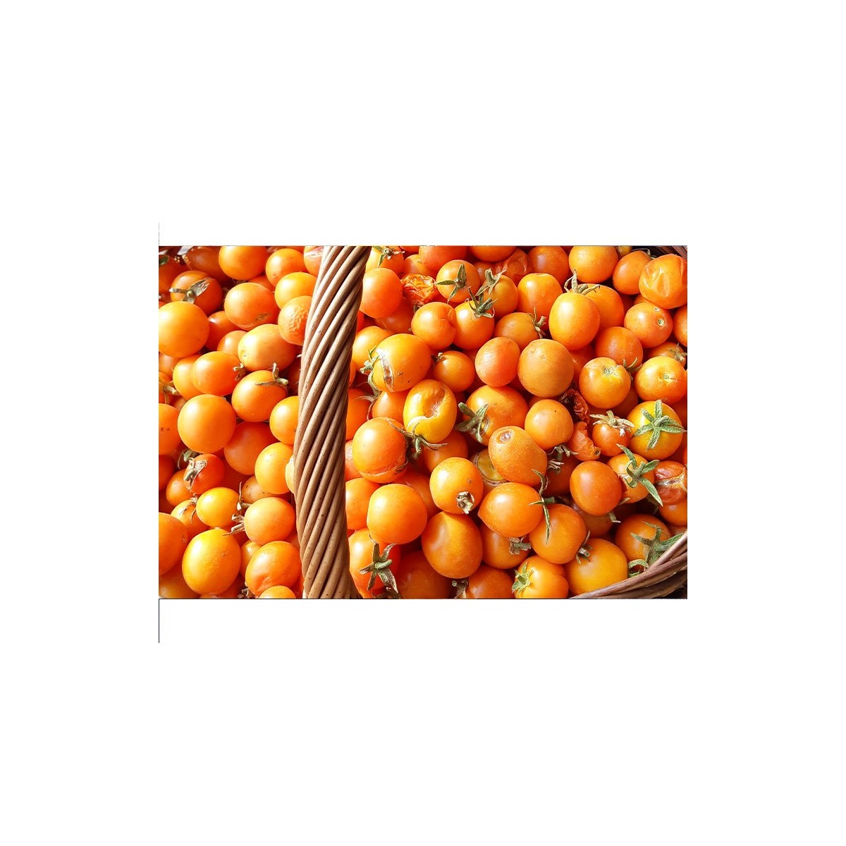 Tomate Ida Gold semences bio