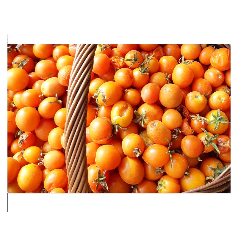 Tomate Ida Gold semences bio