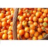 Tomate Ida Gold semences bio