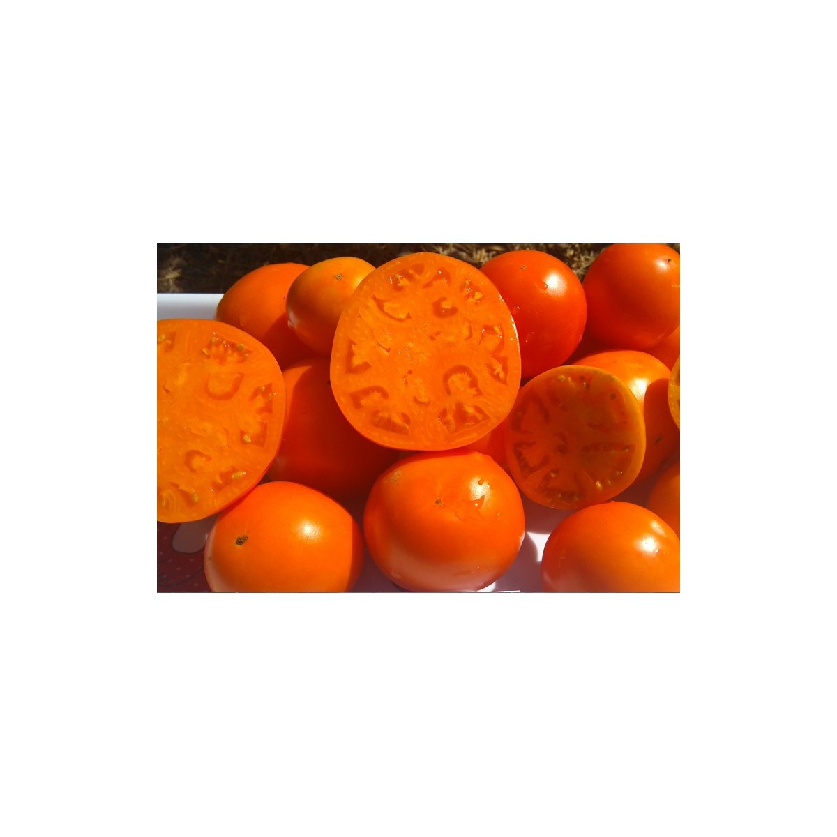 Tomate Jaune de Belgique