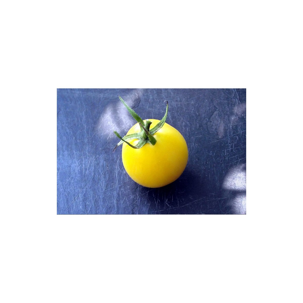 Tomate Œuf d'Ivoire