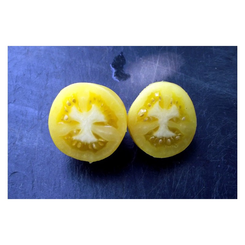 Semences de tomate Œuf d'ivoire très originale de par sa forme d'œuf
