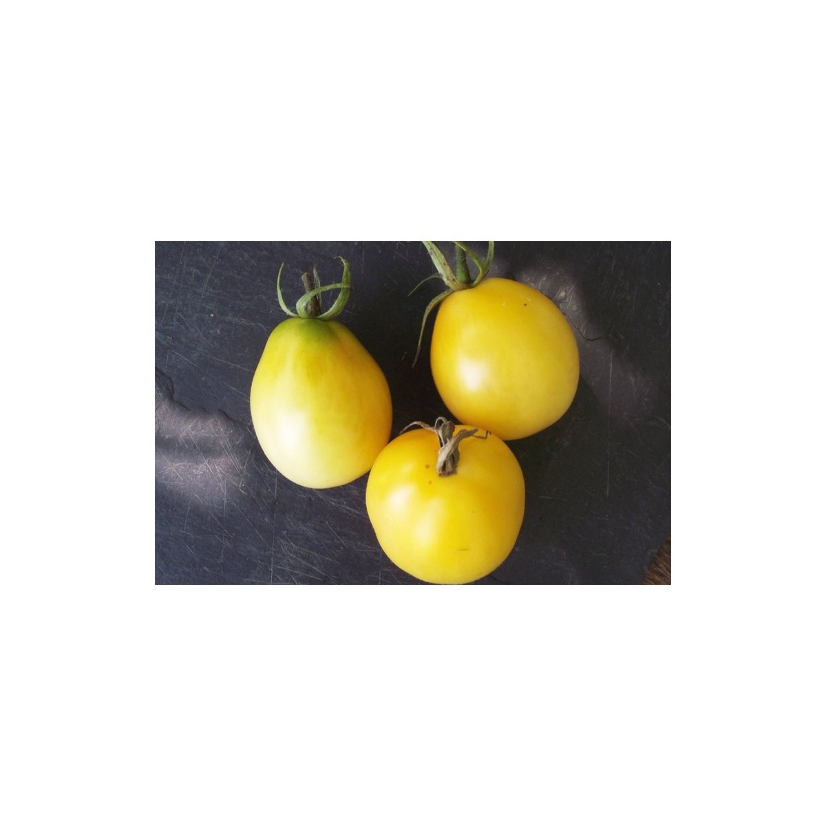 Semences de tomate Œuf d'ivoire très originale de par sa forme d'œuf